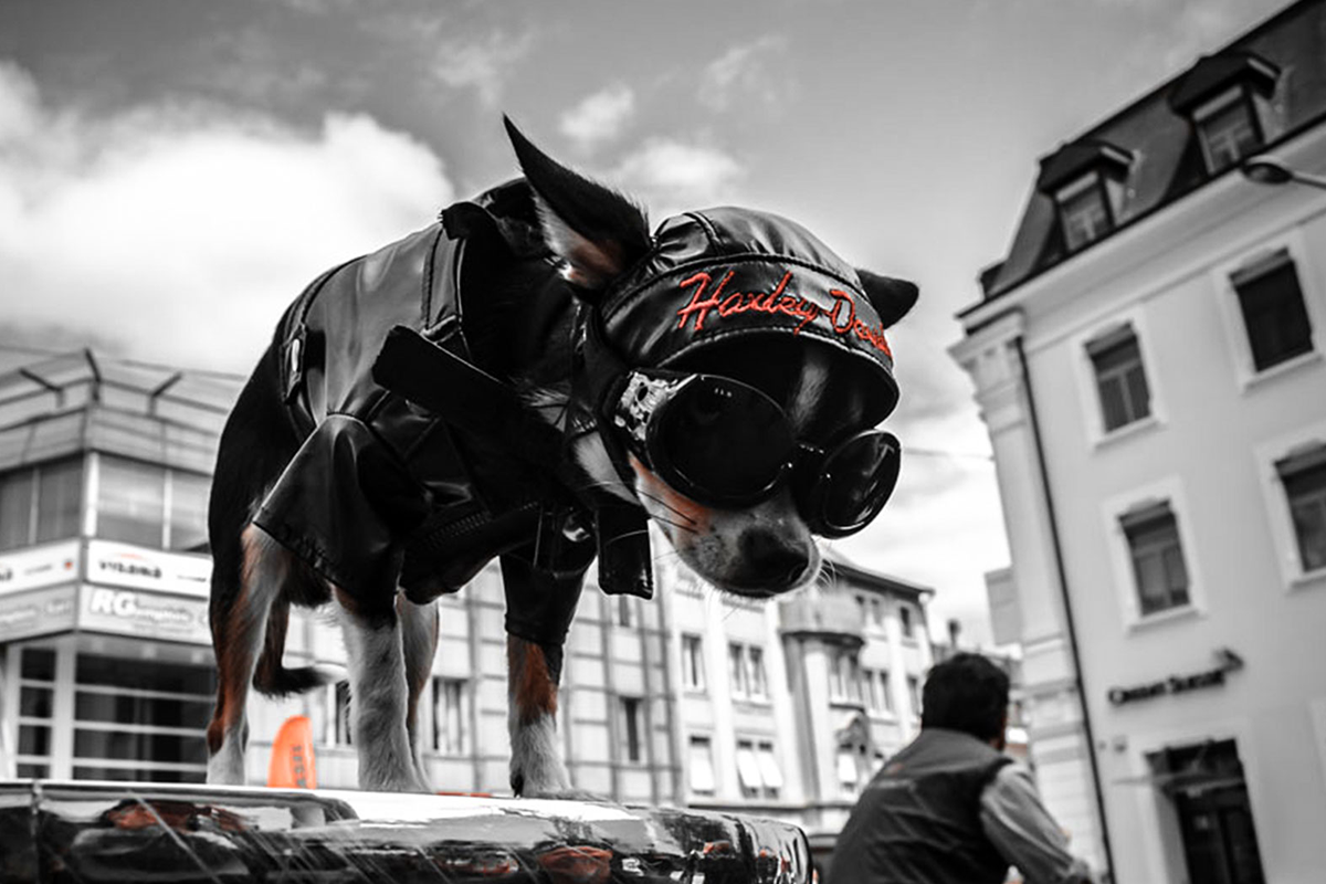 events-harley-davidson